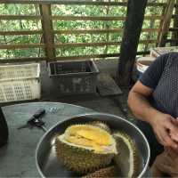 King of fruit hunting in Balik Pulau!
