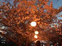 It’s Almost Sakura Season in Japan 🌸