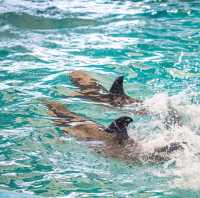  ดูแมวน้ำ 🦭 เล่นกับโลมา 🐬
Dolphins Bay Phuket