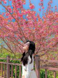 부산에서 유명한 핑크 왕팝콘 스팟!🌸🌸