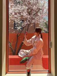 🌸벚꽃 액자뷰 사진을 찍을 수 있는  도산공원 카페 “바이칼리아”  