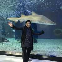 largest aquarium in Asia - Aqua Planet jeju