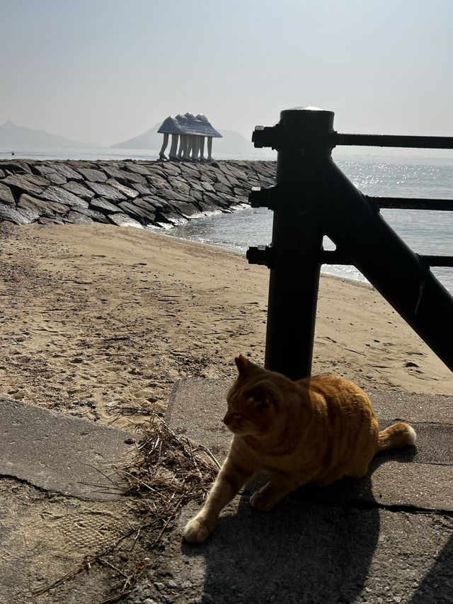 男木島🐈