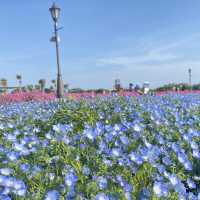 🚗今ならネモフィラが満開！無料で花畑を楽しめる【ソレイユの丘🌷】