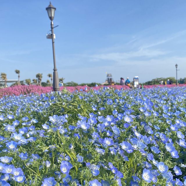 🚗今ならネモフィラが満開！無料で花畑を楽しめる【ソレイユの丘🌷】