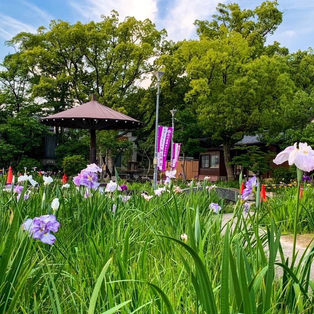 สวนดอกไอริส ชิริว