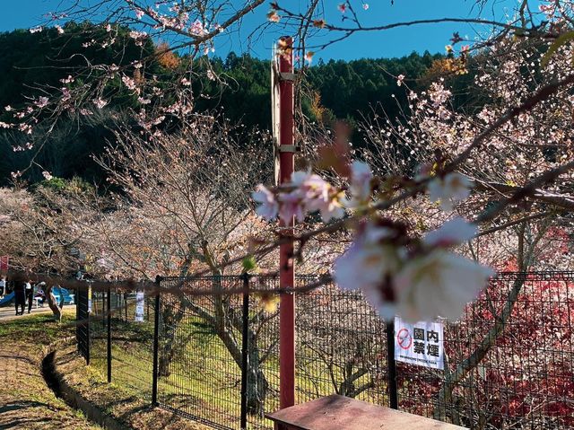 เที่ยว OBARA ชมซากุระพร้อมใบไม้เปลี่ยนสี🌸🍁