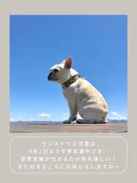 【長野】わんこと行ける絶景スポット🌿