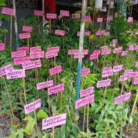 เดินตลาดต้นไม้ ตลาดนัดสวนจตุจักร