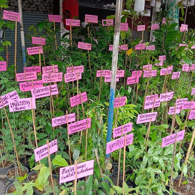 เดินตลาดต้นไม้ ตลาดนัดสวนจตุจักร