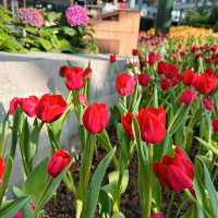 🌷ดอกทิวลิปบานแล้วที่ระยอง อยู่ในพื้นที่มาบตาพุด 