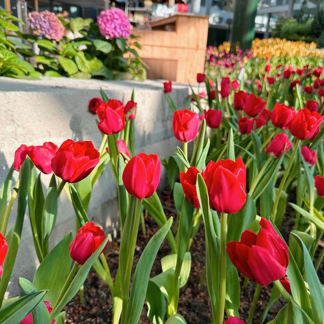 🌷ดอกทิวลิปบานแล้วที่ระยอง อยู่ในพื้นที่มาบตาพุด 