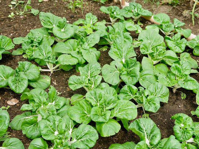  ไร่เกษมสุข🌱เกษตรอินทรีย์กุยบุรี 🥬🍅🌽