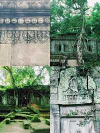 【絶景】まるでラピュタの世界！神秘的で美しいベンメリア遺跡🇰🇭