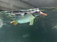 墨爾本水族館初體驗