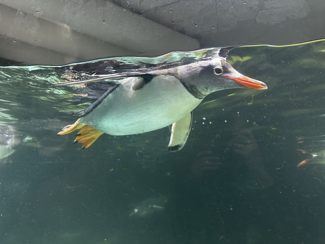 墨爾本水族館初體驗