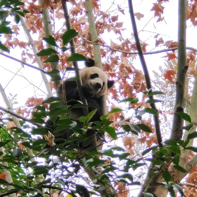 Love Travel - Chengdu & Panda legend