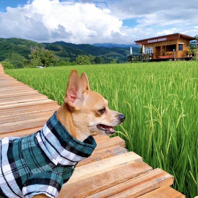บ้านนอกคอกนา อ.ปัว จ.น่าน