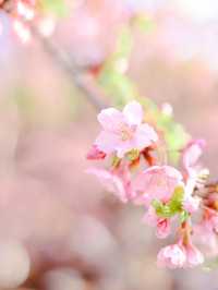 【東京河津桜】代々木公園花見と周辺散策スポット