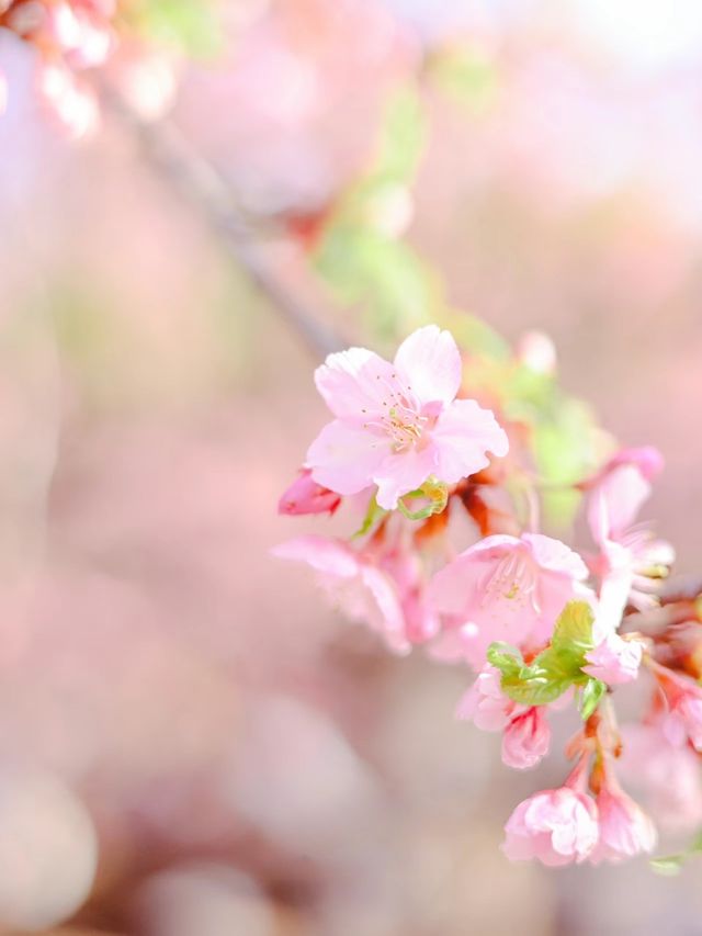 【東京河津桜】代々木公園花見と周辺散策スポット