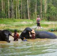 Elephant Care Park Phuket 