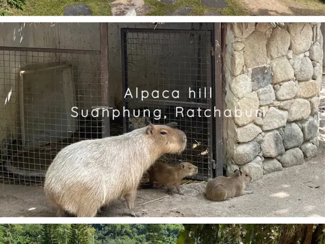 Alpaca Hill สวนสัตว์แห่งสวนผึ้ง