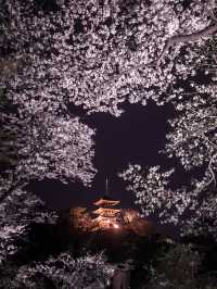 【春の横浜もおすすめ！✨】神奈川県で見れるおすすめの桜スポット！🌸