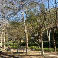 中科崴立櫻花公園