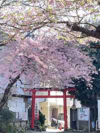 【子安稲荷神社/東京都】満開時は社殿が隠れるほどの河津桜