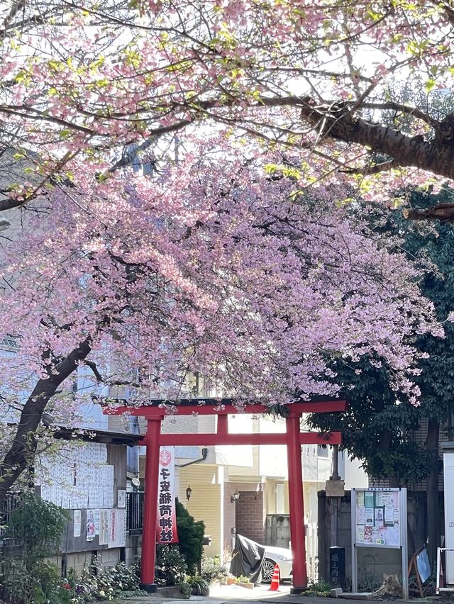 【子安稲荷神社/東京都】満開時は社殿が隠れるほどの河津桜