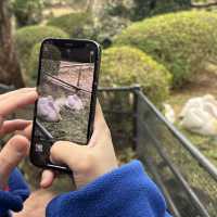 【デートにもオススメ】静岡 伊豆 伊豆シャボテン動物公園 ゼロ距離で触れ合える可愛い動物たちと多肉植物
