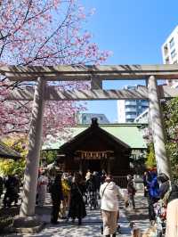 蔵前神社のミモザ×河津桜のリアルレポ