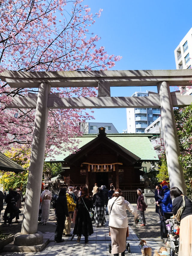 蔵前神社のミモザ×河津桜のリアルレポ