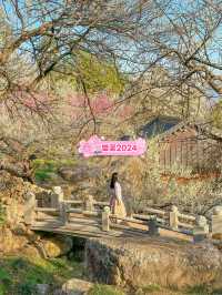 봄을 여는 광양 매화마을의 아침🌸💖