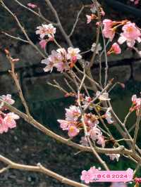 【福岡神社】3月からさくらも見られる素敵な神社