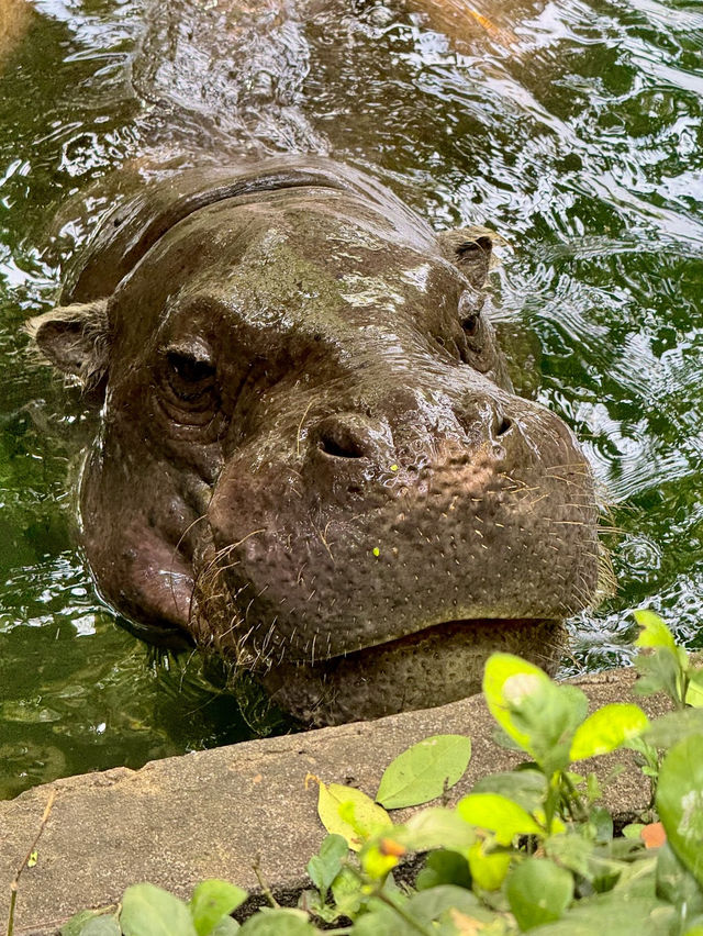 Saigon Zoo and Botanical Garden