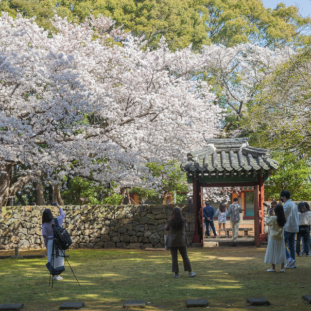 제주 벚꽃이 예쁜 삼성혈