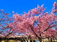 former Nakagawa Kawazu Cherry blossom
