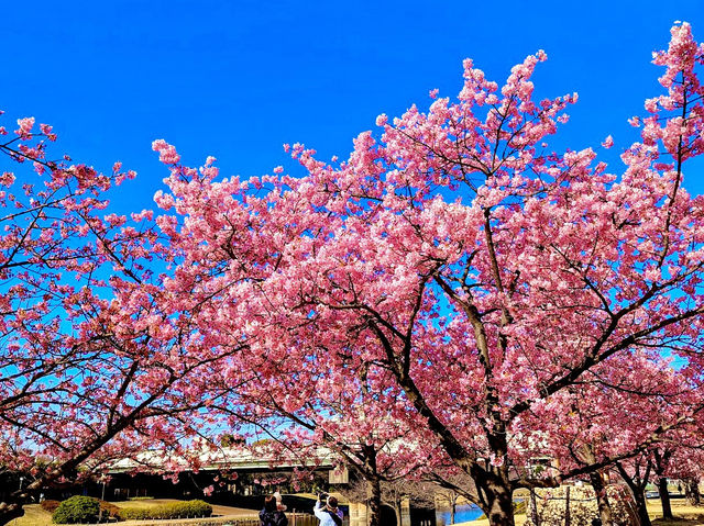 former Nakagawa Kawazu Cherry blossom