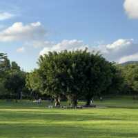 【臺北景點】花博公園繡球花海，洗滌身心疲憊