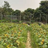 元朗信芯園：向日葵花海，搭76K巴士至石湖圍站