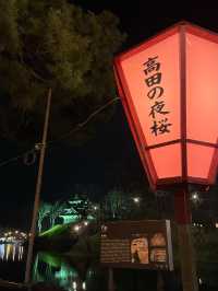 【新潟】一度は行きたい日本三大夜桜の観桜会