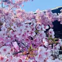 桜神宮