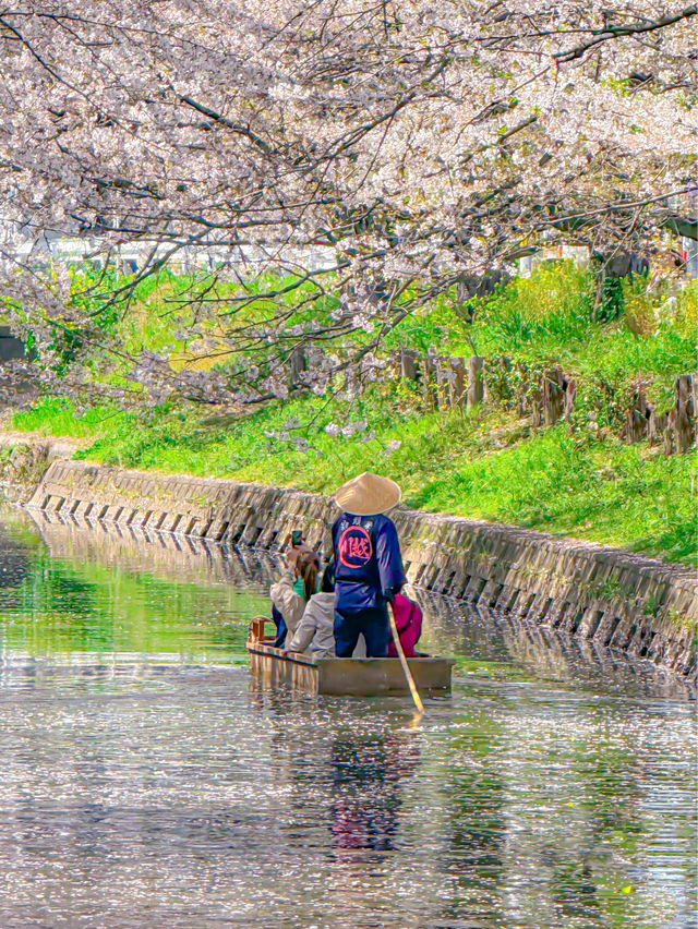 🌸桜を見ながら和船に乗れる📍川越氷川神社　裏手にある新河岸川で花筏（はないかだ）体験