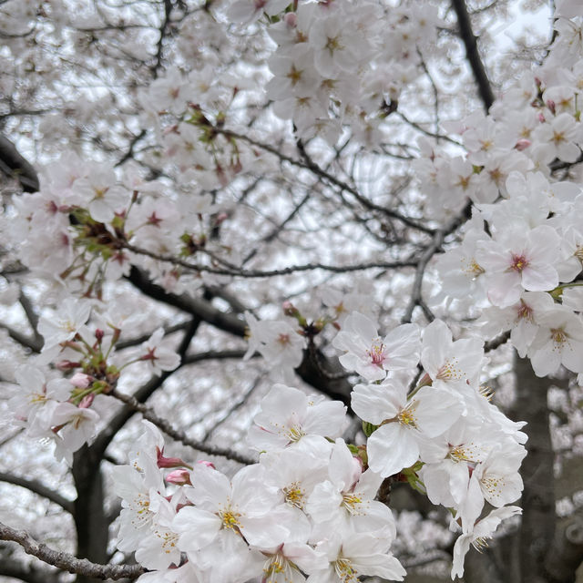 大阪城公園🌸お花見