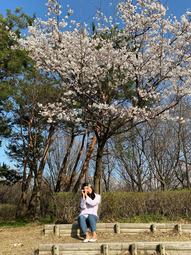 대전 벚꽃명소로 엑스포를 뺄 수 없죠!🌸💗
