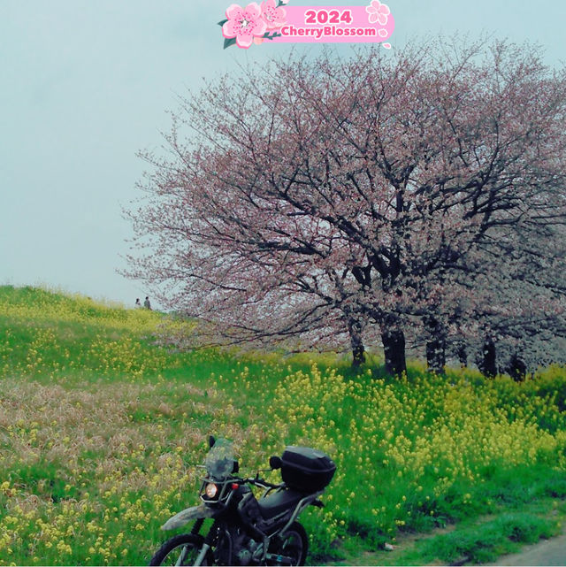 Breathing 🥰 in the Beauty 😍 of Sakura🌸💎