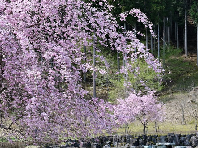🌸淡墨公園：春天賞櫻，適合家庭、情侶、攝影愛好者