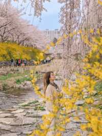 대구 수양벚꽃과 개나리 명소, 욱수골🌸