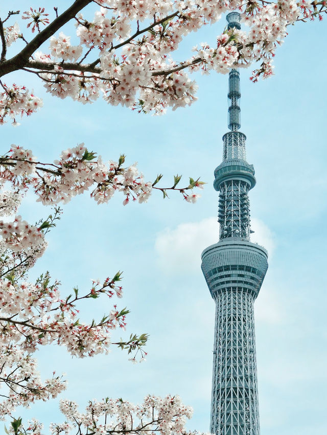 【東京】隅田公園：櫻花季節，賞櫻、參觀淺草寺和晴空塔的絕佳選擇